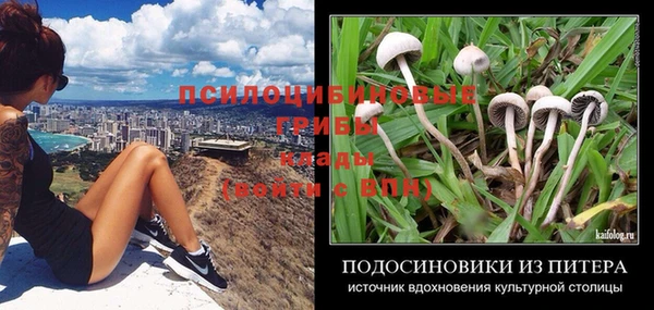 крисы Алзамай